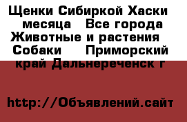 Щенки Сибиркой Хаски 2 месяца - Все города Животные и растения » Собаки   . Приморский край,Дальнереченск г.